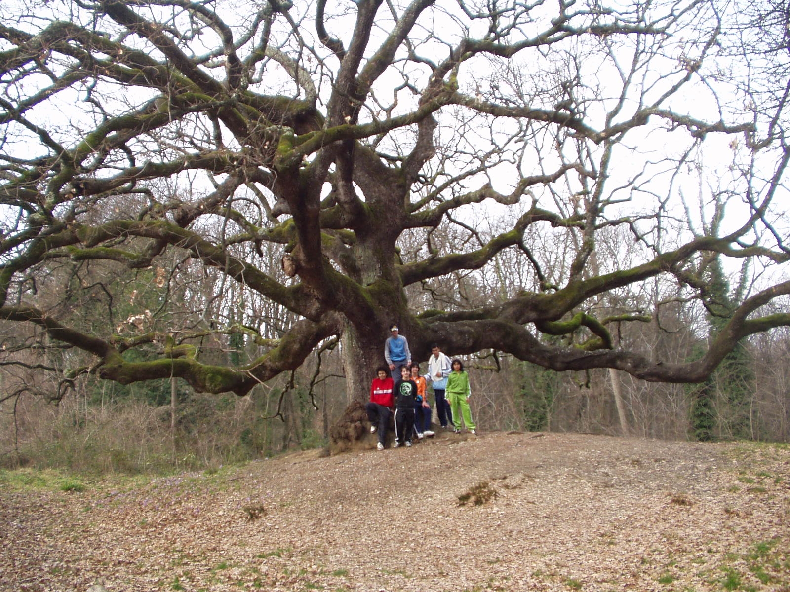 Foto della quercia di Porcari