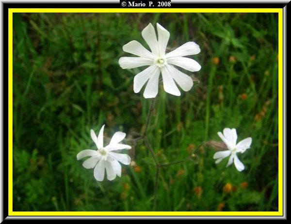 Fiore1.jpg