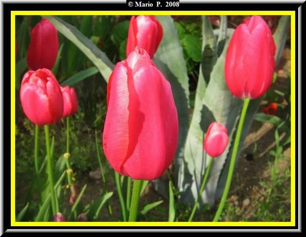 Fiore6.jpg