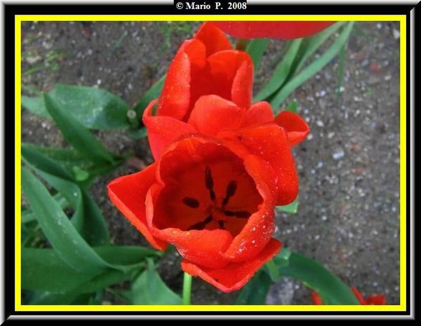 Fiore8.jpg
