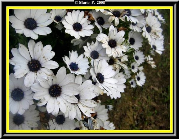 Fiore9.jpg