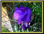 Fiore.jpg