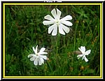 Fiore1.jpg