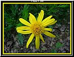 Fiore10.jpg