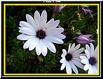Fiore4.jpg