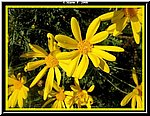 Fiore5.jpg