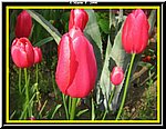 Fiore6.jpg