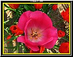 Fiore7.jpg