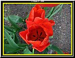 Fiore8.jpg