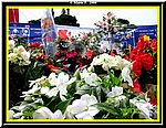 Fiori in Regalo.jpg