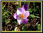 Fiore1.jpg