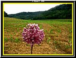 Fiore.jpg