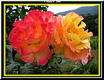 Rose.jpg