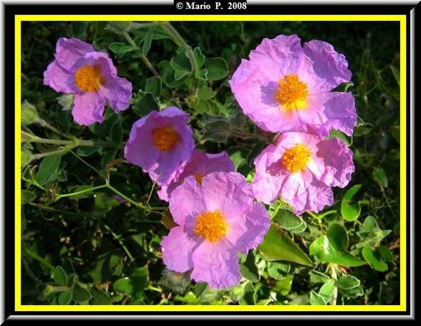 Fiore.jpg