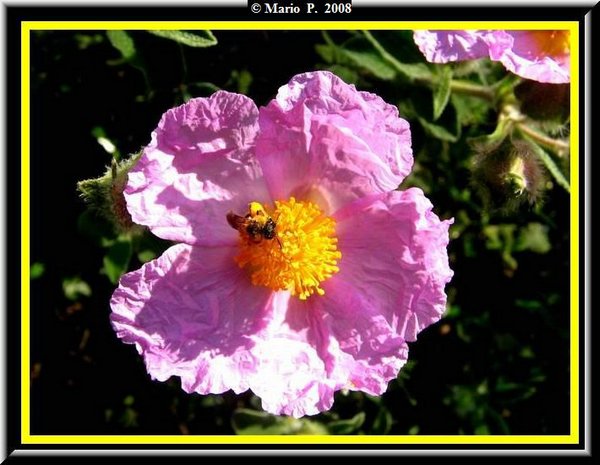 Fiore1.jpg