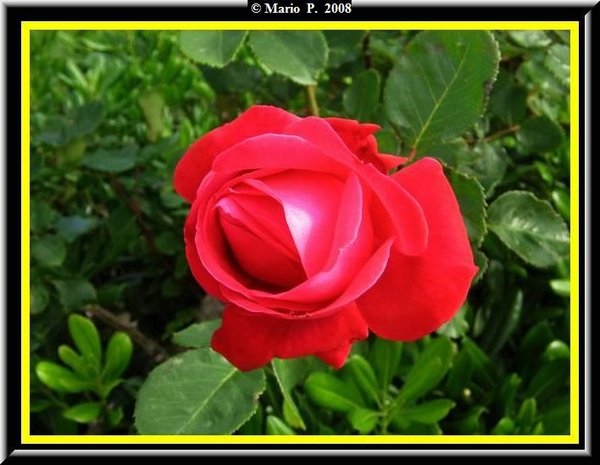 Fiore10.jpg