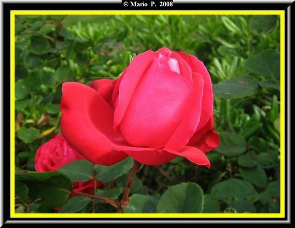 Fiore11.jpg