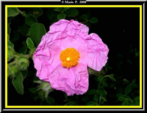 Fiore3.jpg