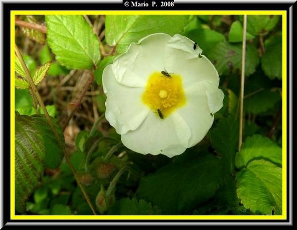 Fiore4.jpg
