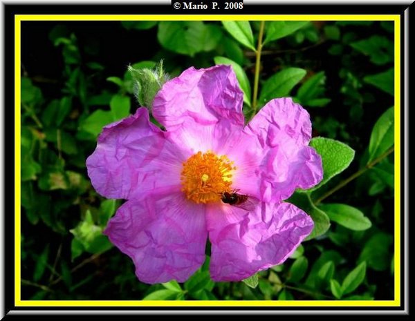 Fiore5.jpg
