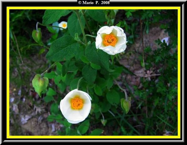 Fiore6.jpg