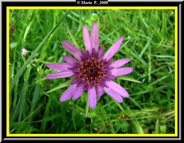 Fiore7.jpg