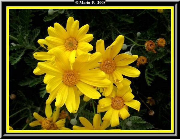 Fiore8.jpg
