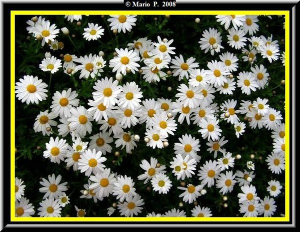 Fiore9.jpg