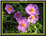 Fiore.jpg