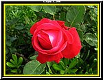 Fiore10.jpg