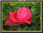 Fiore11.jpg