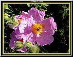 Fiore2.jpg