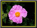 Fiore3.jpg