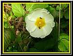 Fiore4.jpg