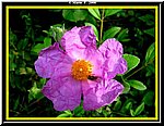 Fiore5.jpg