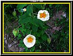 Fiore6.jpg