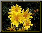 Fiore8.jpg