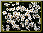 Fiore9.jpg