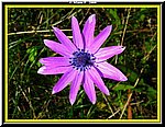 Fiore.jpg