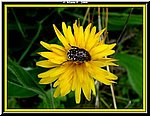 Fiore1.jpg
