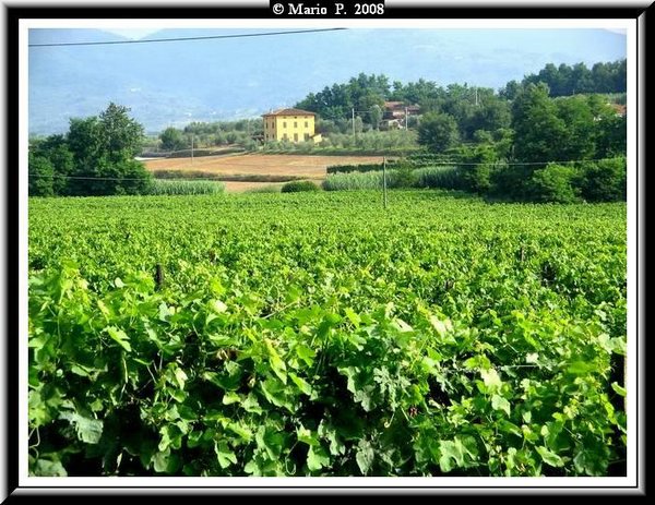 Filari di Vite.jpg
