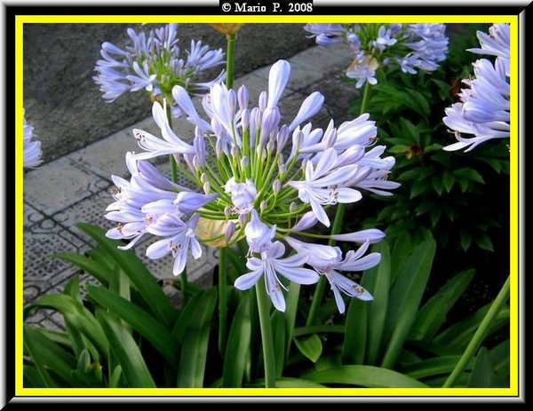 Fiore.jpg