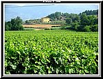 Filari di Vite.jpg
