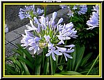 Fiore.jpg