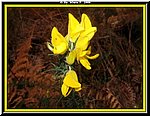 Fiore.jpg