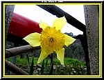 Fiore1.jpg