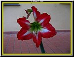 Fiore.jpg