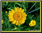 Fiore1.jpg
