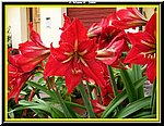 Fiore2.jpg