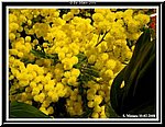 Mimose.jpg